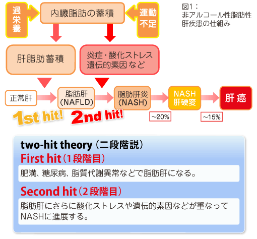 は と 脂肪 肝