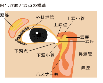 涙腺と涙点の構造