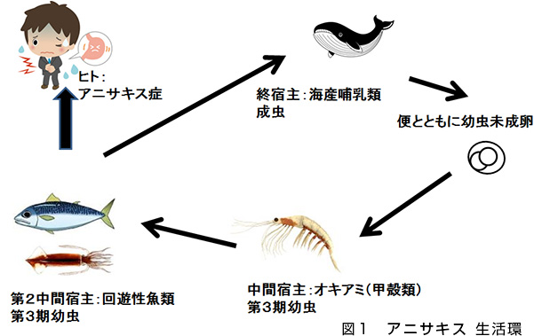 アニサキス 自然 治癒