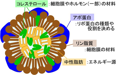 コレステロール：細胞膜やホルモン（一部）の材料