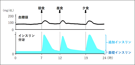 健康な人の血糖とインスリン分泌の変動イメージ