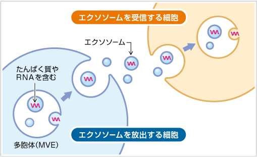 細胞間でのエクソソームの受け渡し