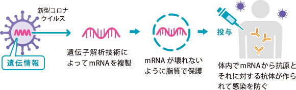 メッセンジャー rna ワクチン