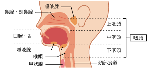 頚部の解剖
