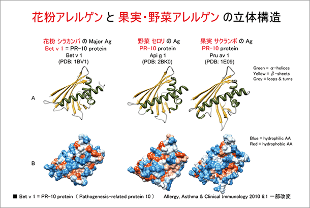 花粉アレルゲンと果実・野菜アレルゲンの立体構造