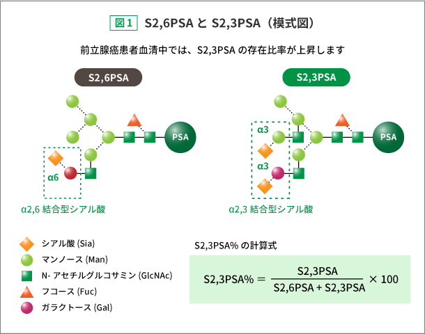 S2,6PSAとS2,3PSA（模式図）
