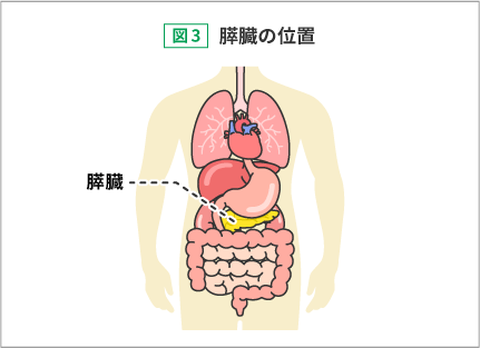 図3:膵臓の位置