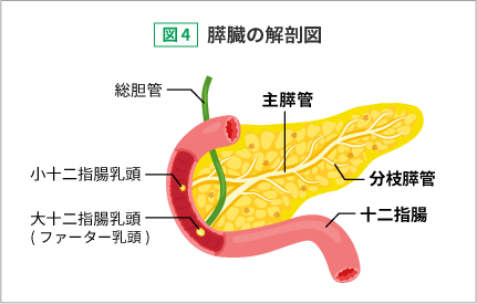図4:膵臓の解剖図