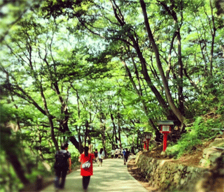新緑の高尾山