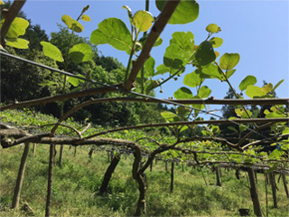 愛媛のキウイ畑　山の斜面にあって農作業での運動量は多いはずですが…