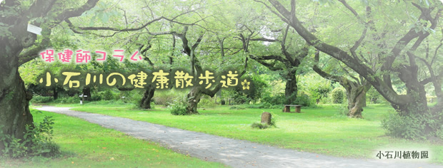 保健師コラム小石川の健康散歩道